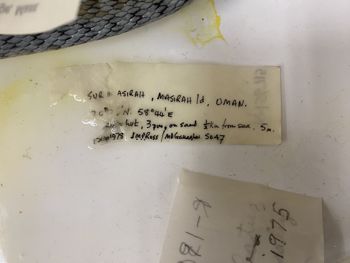 Media type: image; Herpetology R-156715